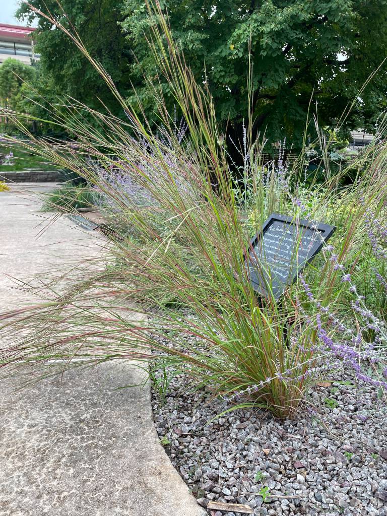 Plant name: Little Blue Stem Schizachyrium scoparium 